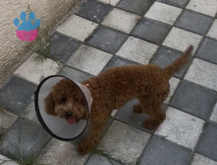 Toy poodle 1 yaşında dişi - 7157 - Görsel 3