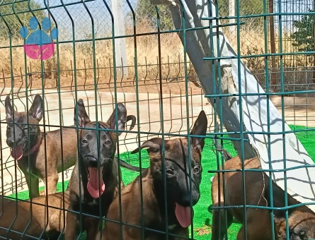 EYÜP DOGAN AKSIYON SILA YAVRULARI - 7158