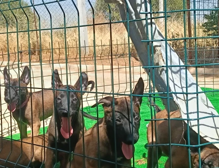 EYÜP DOGAN AKSIYON SILA YAVRULARI - 7158