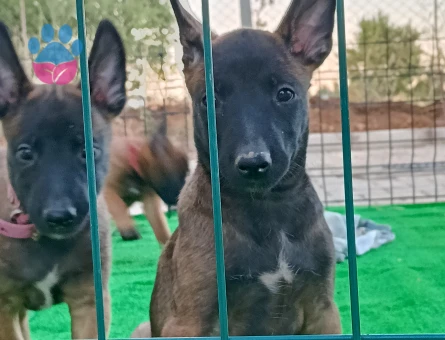 EYÜP DOGAN AKSIYON SILA YAVRULARI - 7158 - Görsel 3