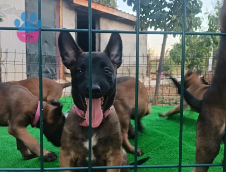 EYÜP DOGAN AKSIYON SILA YAVRULARI - 7158 - Görsel 4