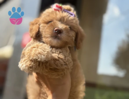 Sevgi dolu, sosyal ve insan odaklı Maltipoo yavrularımız - 7161