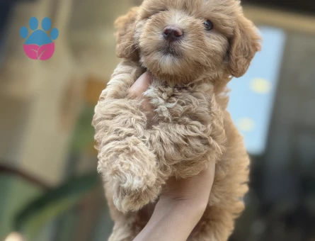 Sevgi dolu, sosyal ve insan odaklı Maltipoo yavrularımız - 7161 - Görsel 4