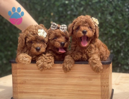 Şirinlik Abidesi Poodle Yavruları - 7162