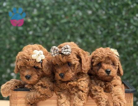 Şirinlik Abidesi Poodle Yavruları - 7162 - Görsel 4