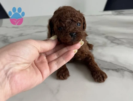Şirinliğiyle Büyüleyen Poodle Yavruları - 7163