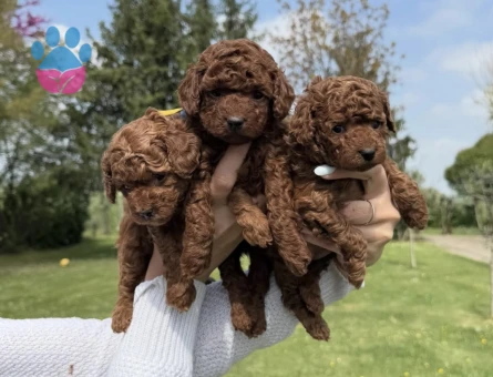 Şirinliğiyle Büyüleyen Poodle Yavruları - 7163 - Görsel 4