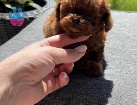 Şirinliğiyle Büyüleyen Poodle Yavruları - 7163 - Görsel 2