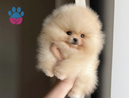 Oyuncak Gibi Minik Pomeranian Yavruları - 7165 - Görsel 3