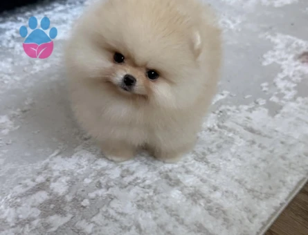 Oyuncak Gibi Minik Pomeranian Yavruları - 7165