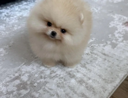 Oyuncak Gibi Minik Pomeranian Yavruları - 7165