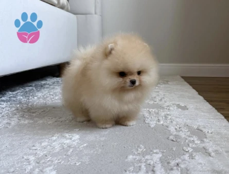 Oyuncak Gibi Minik Pomeranian Yavruları - 7165 - Görsel 4