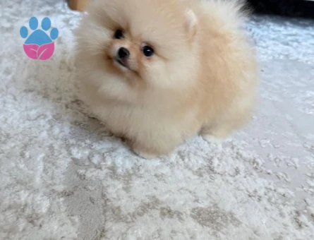 Oyuncak Gibi Minik Pomeranian Yavruları - 7165 - Görsel 5