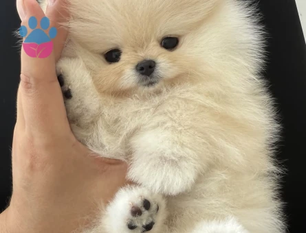 Şirinliğin Vücut Bulmuş Hali Pomeranian Boo Yavrularımız - 7166 - Görsel 4