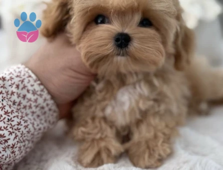 Minik Suratlarıyla Kalpleri Çalan Maltipoo Yavrular - 7167