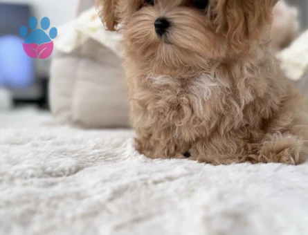 Minik Suratlarıyla Kalpleri Çalan Maltipoo Yavrular - 7167 - Görsel 4