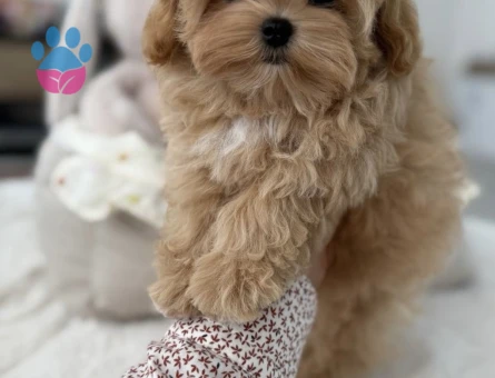 Minik Suratlarıyla Kalpleri Çalan Maltipoo Yavrular - 7167 - Görsel 5