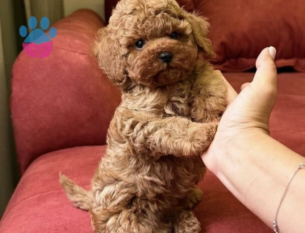 İlk Bakışta Kalbinizi Çalacak Poodle Yavruları - 7168