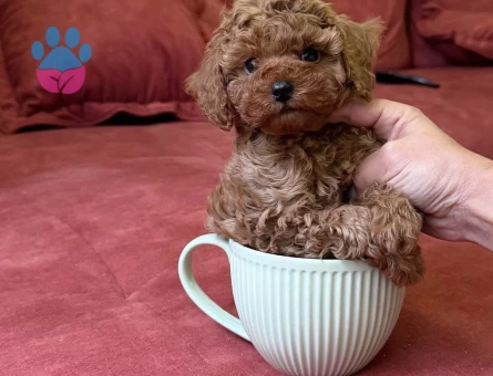 İlk Bakışta Kalbinizi Çalacak Poodle Yavruları - 7168 - Görsel 3