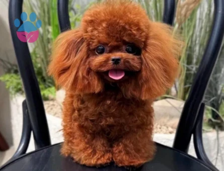 varmi bizden tatlisi korea poodle - 7171