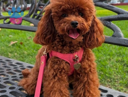 varmi bizden tatlisi korea poodle - 7171 - Görsel 3