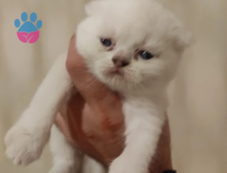 Scottish fold yavru