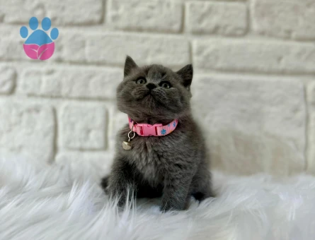British Shorthair Gri Topaç Kafa Dişi