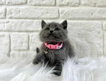 British Shorthair Gri Topaç Kafa Dişi