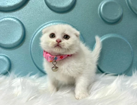 Scottish Fold Kar Beyazı Dişi 2 Aylık