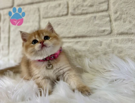 British Shorthair Golden Güneş Gibi Parlayan Yavrumuz