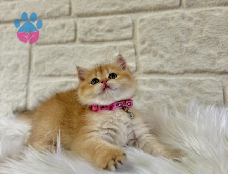 British Shorthair Golden Güneş Gibi Parlayan Yavrumuz