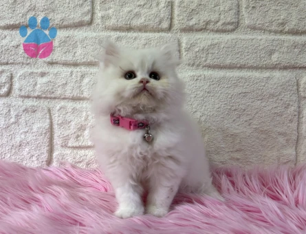 British Longhair Dişi Yavrumuz Pişmaniye Tadında