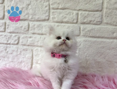 British Longhair Dişi Yavrumuz Pişmaniye Tadında