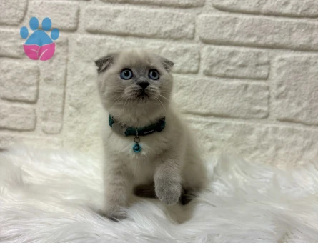 Scottish Fold Topaç Kafa Oyuncu Erkek Yavrumuz