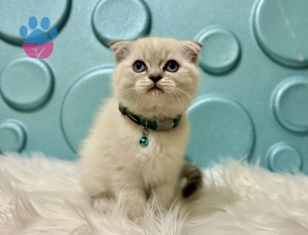 Ayıcık Surat Sempatik Yakışıklı Scottish Fold Erkek