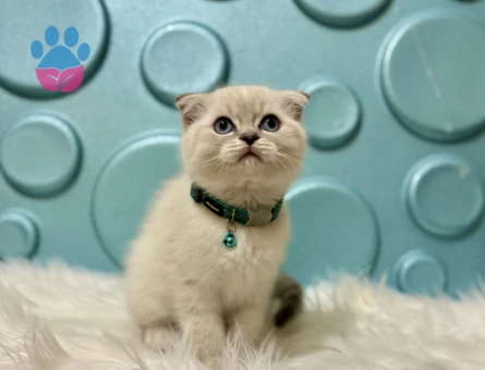 Ayıcık Surat Sempatik Yakışıklı Scottish Fold Erkek