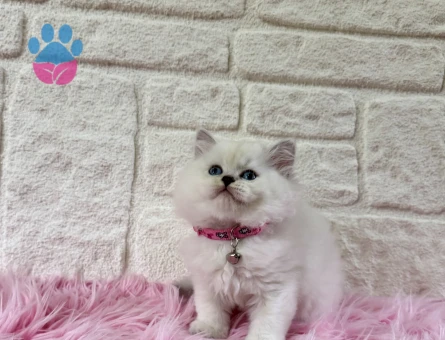 Duru Güzellik: British Longhair Zarif Yavrumuz Sizi Bekliyor