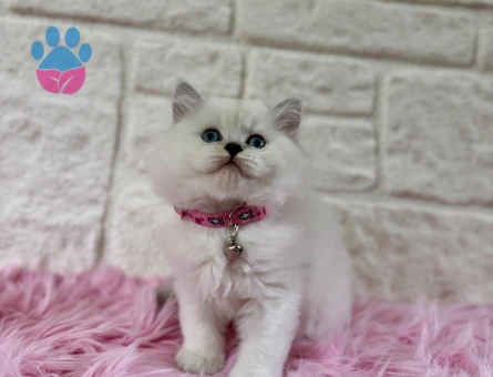 Duru Güzellik: British Longhair Zarif Yavrumuz Sizi Bekliyor