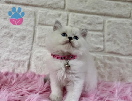 Duru Güzellik: British Longhair Zarif Yavrumuz Sizi Bekliyor