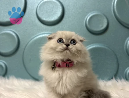 Scottish Fold Longhair Kibar Kızımız Yuva Arıyor