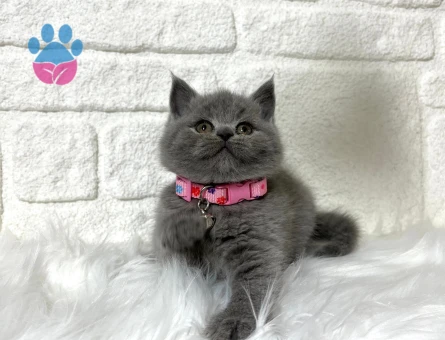 British Shorthair Gri Dişi 2 Aylık