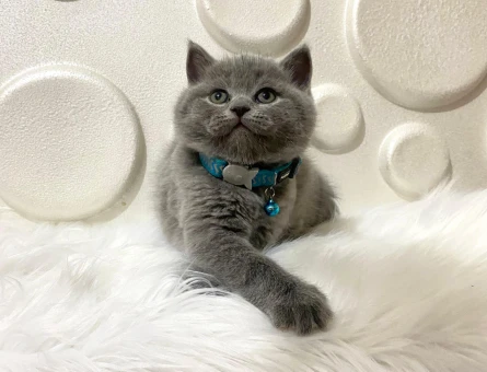 British Shorthair Pofuduk Erkek 2 Aylık