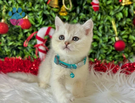 British Shorthair Silver Erkek 2 Aylık