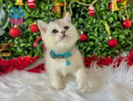 British Shorthair Silver Erkek 2 Aylık