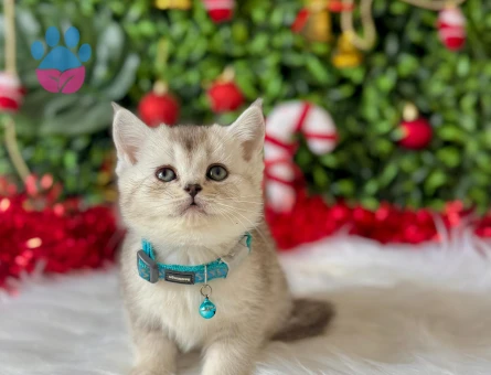 British Shorthair Tabby Erkek 2 Aylık