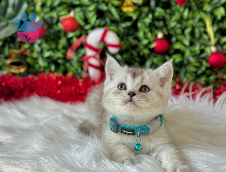 British Shorthair Tabby Erkek 2 Aylık