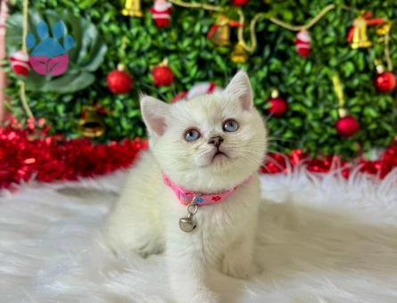 British Shorthair Bluepoint Dişi Yavrumuz