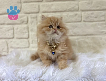 British Longhair Pofuduk Garfield Yuva Arıyor
