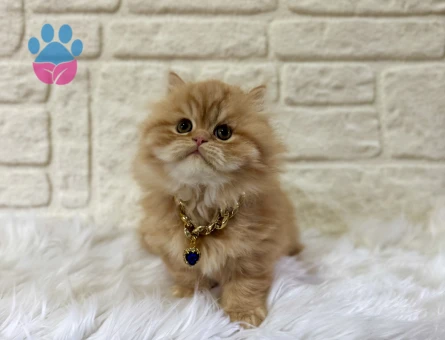 British Longhair Pofuduk Garfield Yuva Arıyor