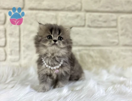 British Longhaie Matmazel Yuva Arıyor